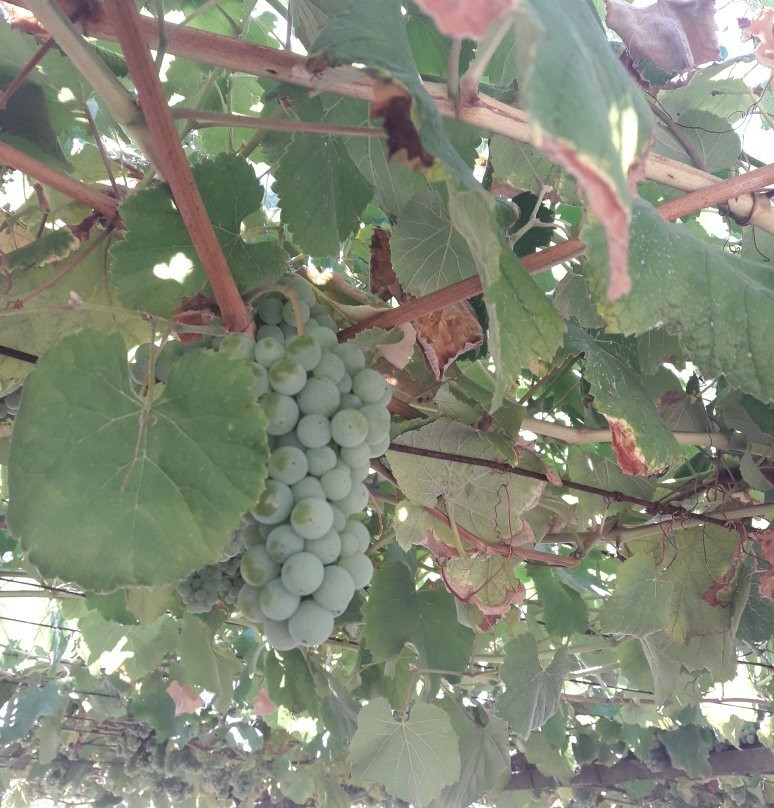 Bodega Pazo Baion景点图片
