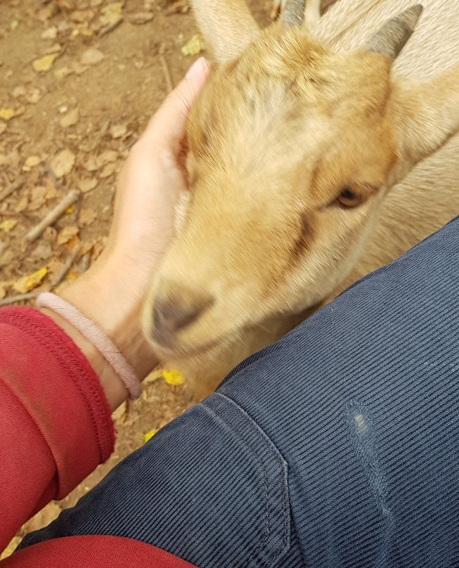 Zooleni景点图片