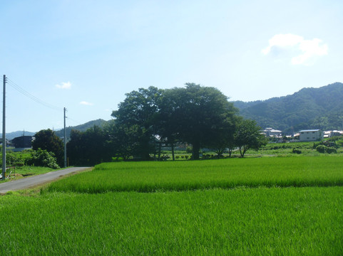 Fukumoto White Rabbit Shrine-八头町必去景点