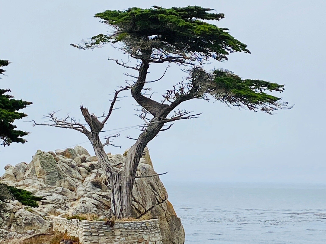 Lone Cypress景点图片