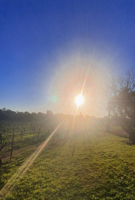 Blueberry Hill Vineyard Stay主图