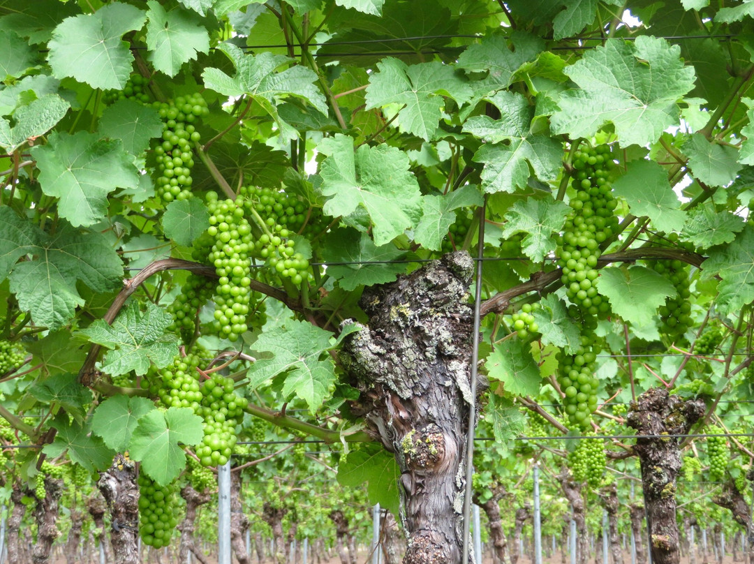 Vineyard Hesselink景点图片