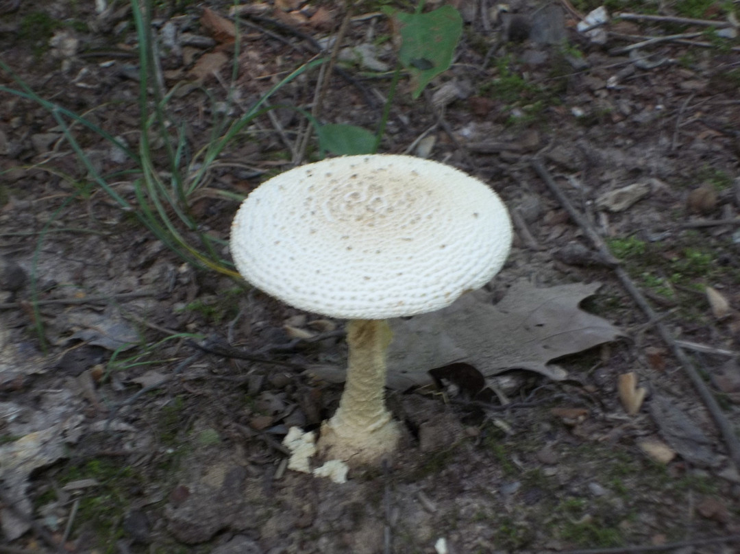 Hardy Lake State Park-Scottsburg必去景点