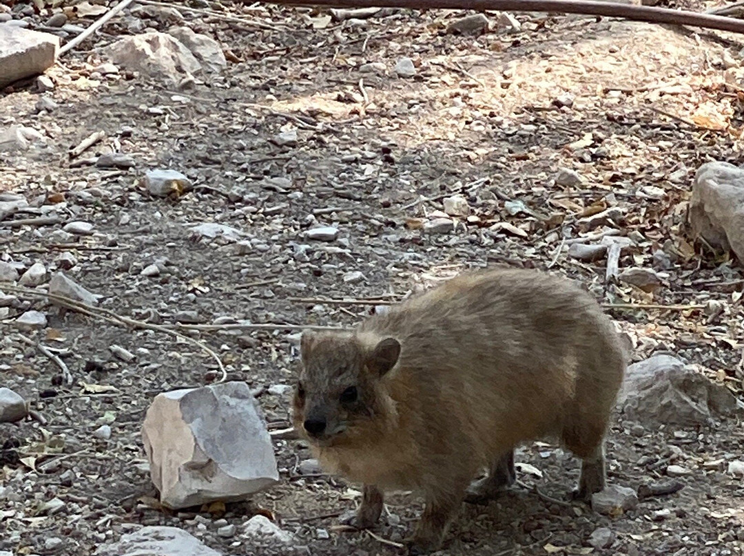 Nachal David Stream-死海地区必去景点
