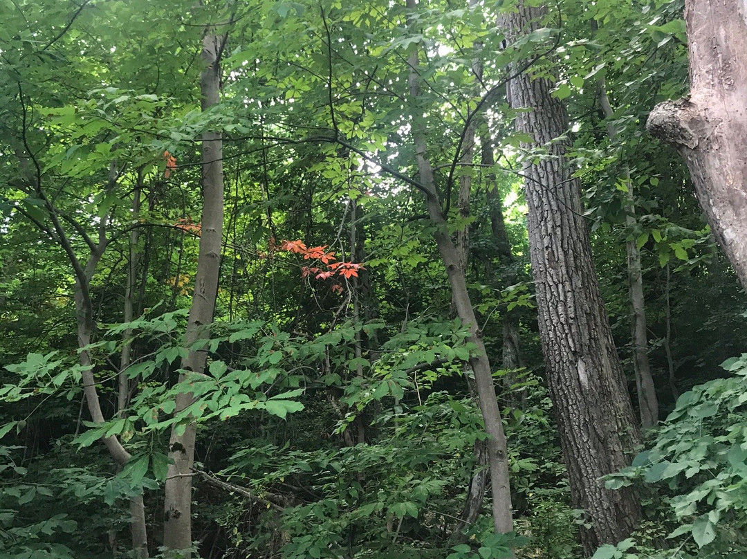 Fort Boreman Park景点图片