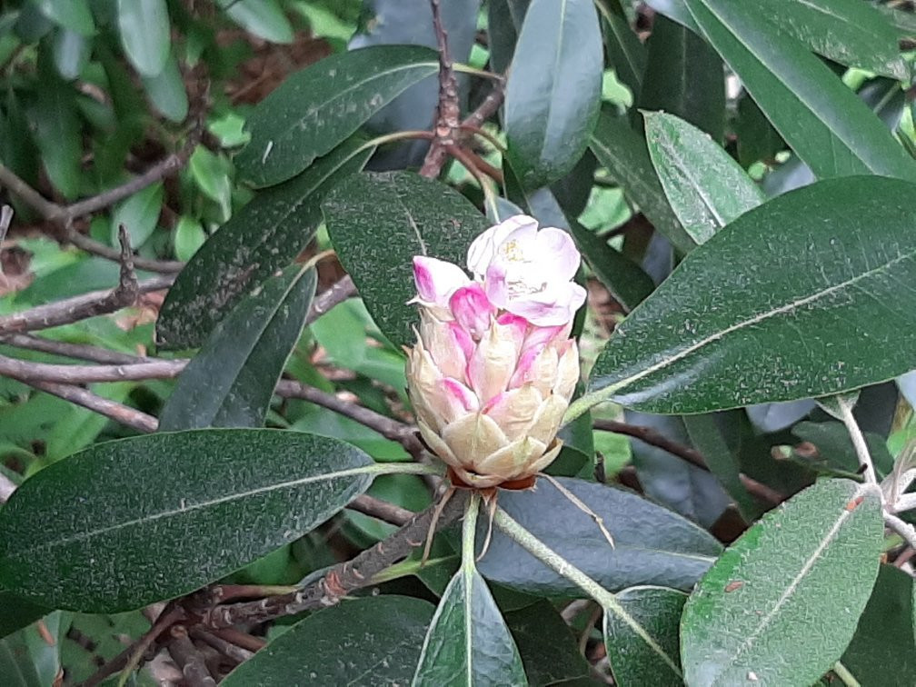 Rhododendron State Park景点图片