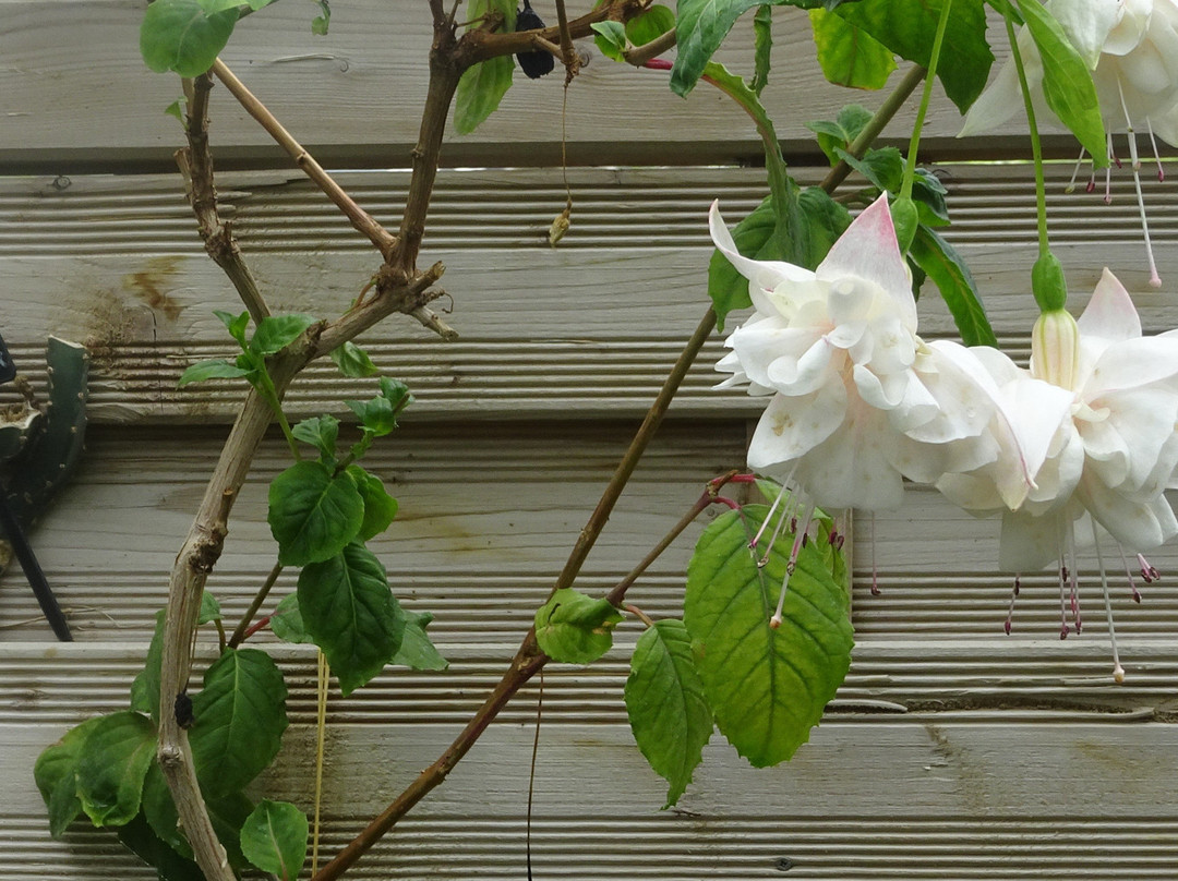 Les serres pédagogiques du Jardin botanique de Tourcoing景点图片