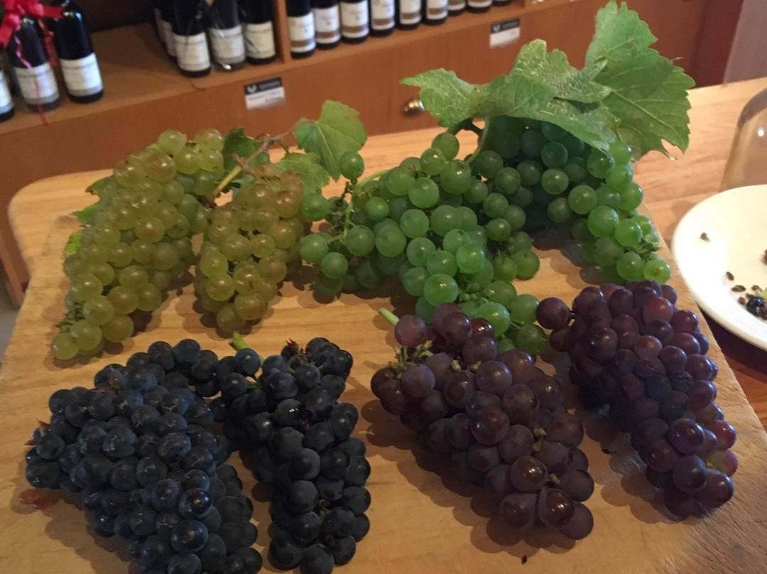 La Strada del Vino景点图片