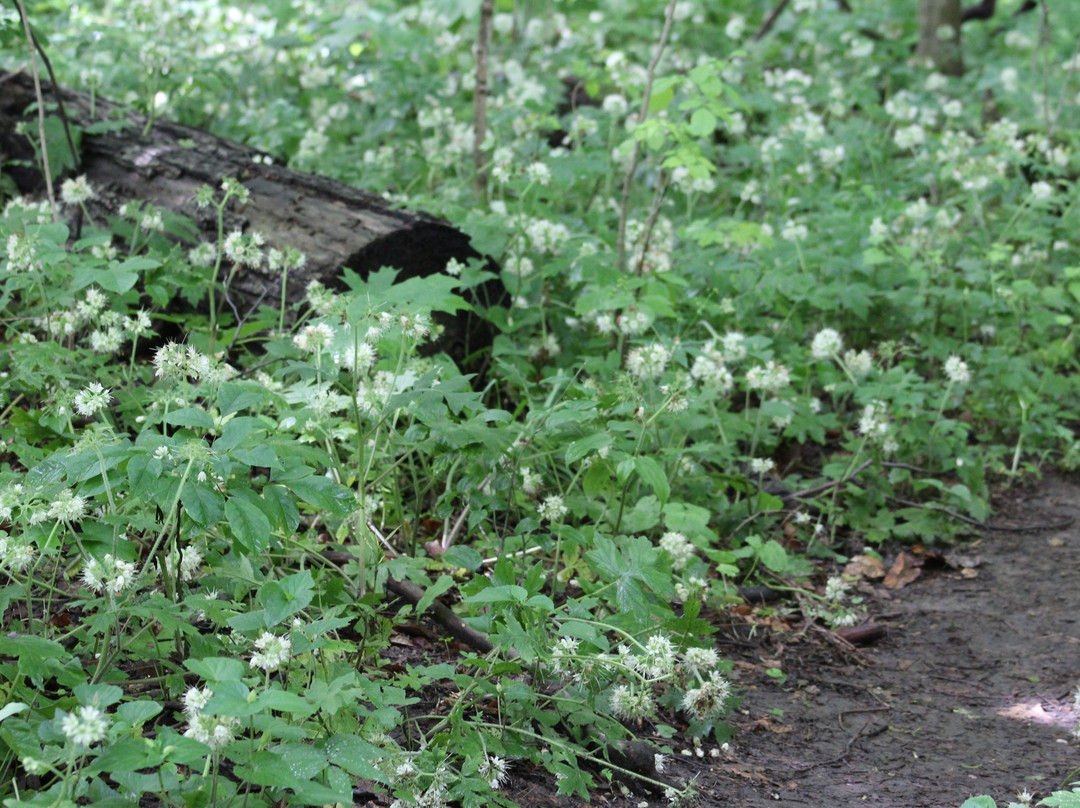 Baker Woods Nature Preserve景点图片