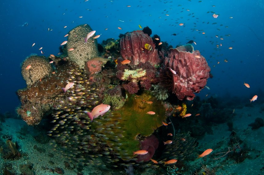 Dive Timor Lorosae景点图片