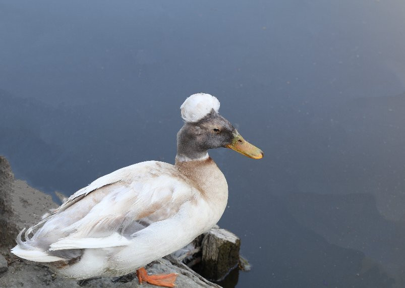William Land Park-沙加缅度必去景点
