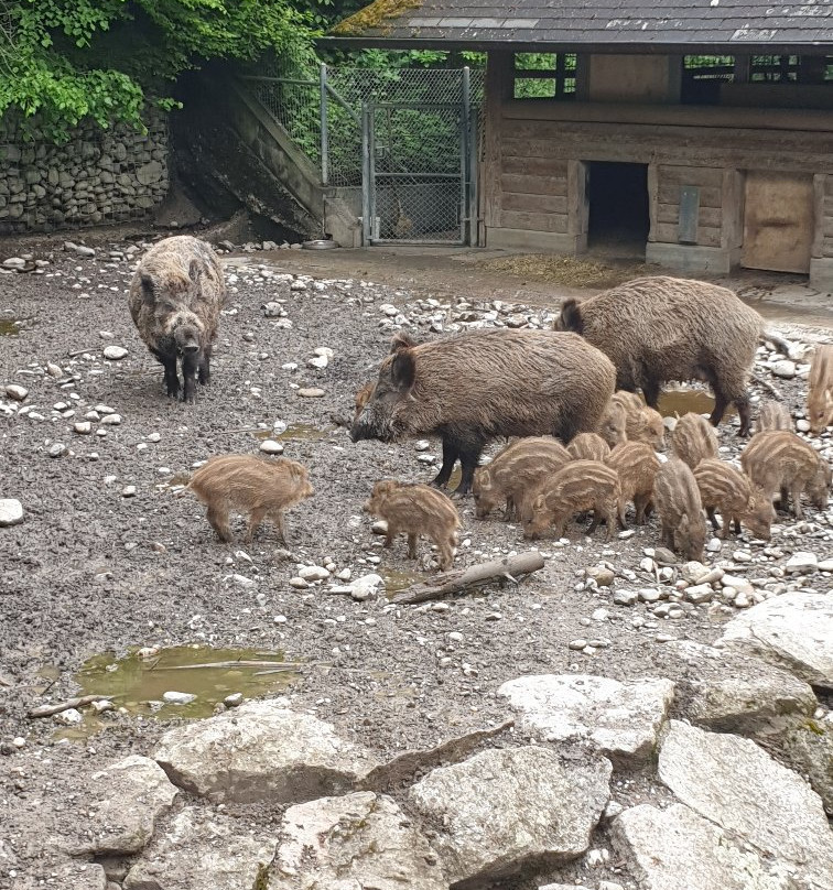Wildpark Roggenhausen-Aarau必去景点