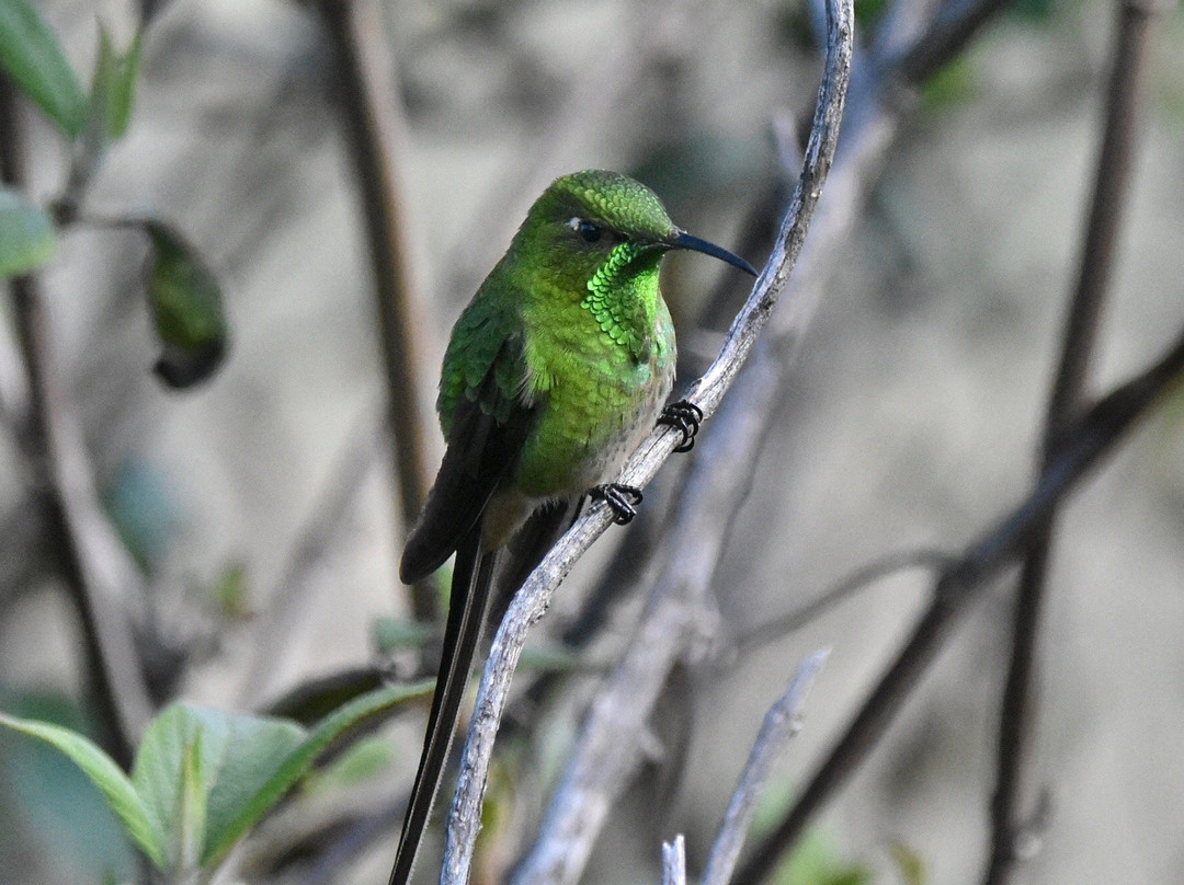 Tambo Condor-Pintag必去景点