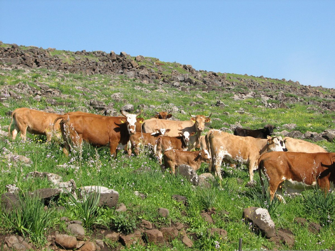 Gamla Farm-Ma'ale Gamla必去景点
