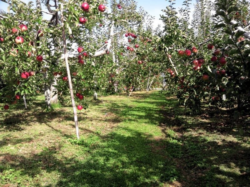 Sakaue Fruit Orchard-沼田市必去景点