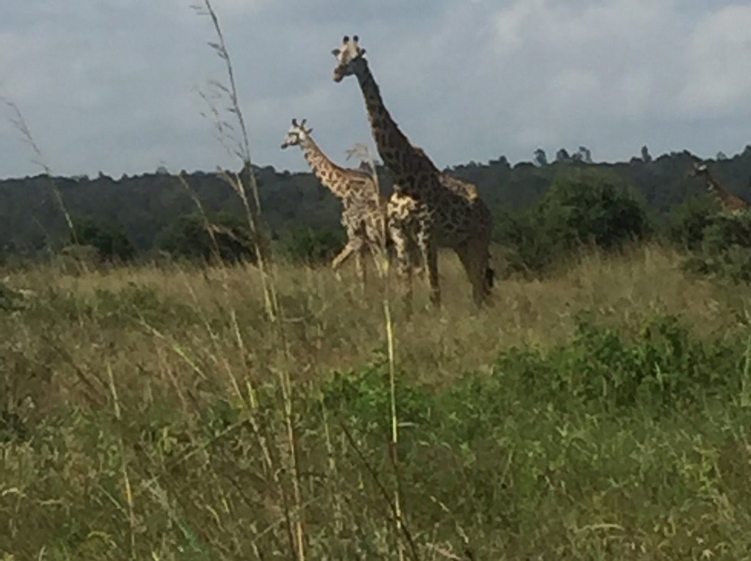 day to day Tours and safaris, Kenya-内罗毕必去景点