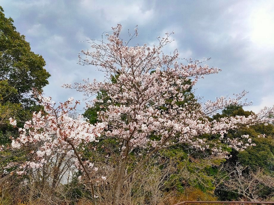 Mt. Tenran-饭能市必去景点