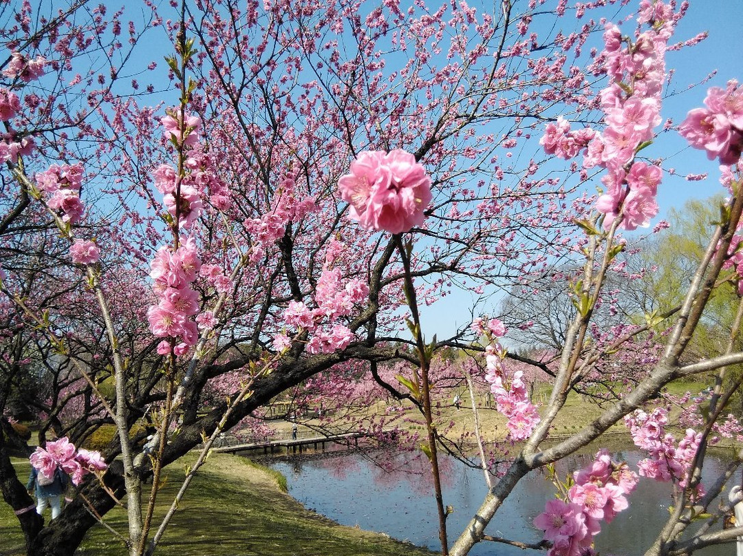Koga Kubo Park-古河市必去景点