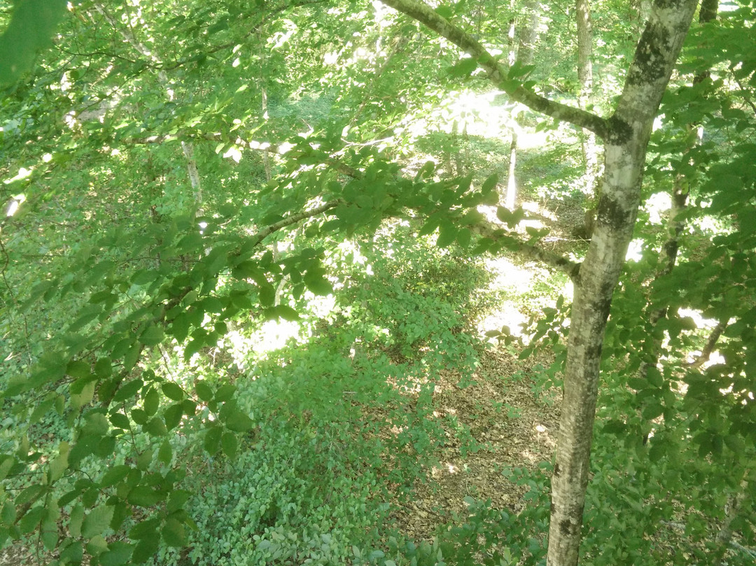 Saint-Verain旅游攻略图片