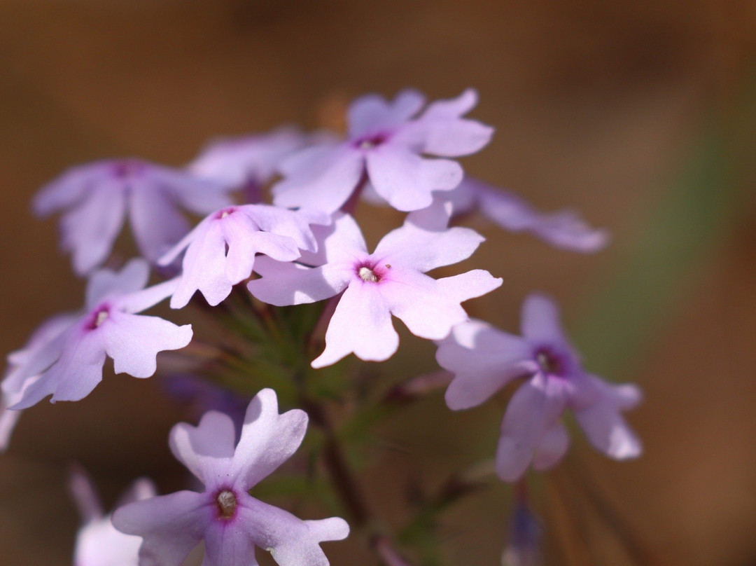 Big Creek Scenic Area-Shepherd必去景点