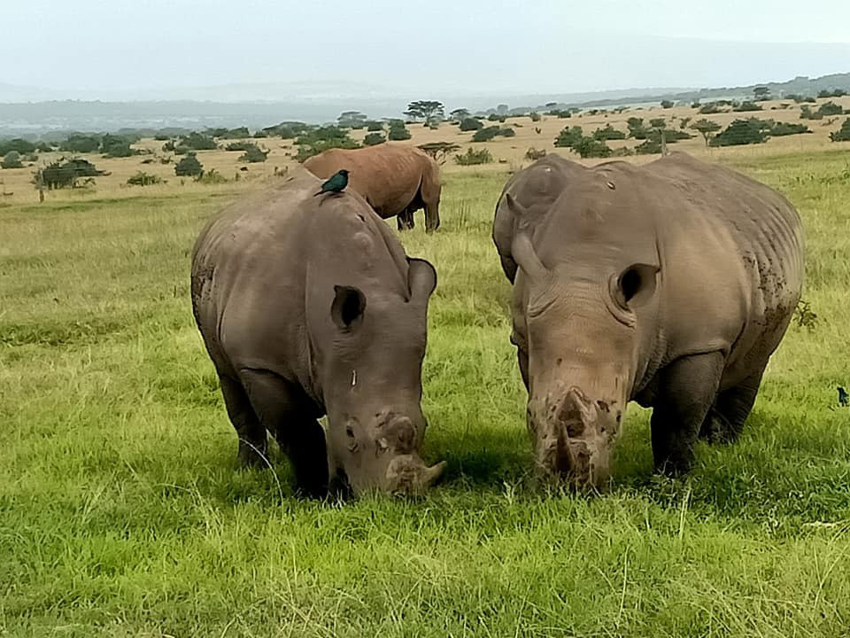 Solio Game Reserve-涅里必去景点