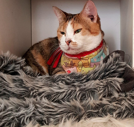 Catmosphere Cat Cafe-Surry Hills必去景点