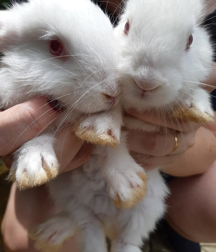 Vila dos Coelhos-Cotia必去景点