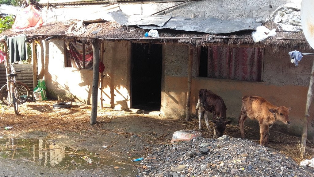 Tharu Community Home Stay主图