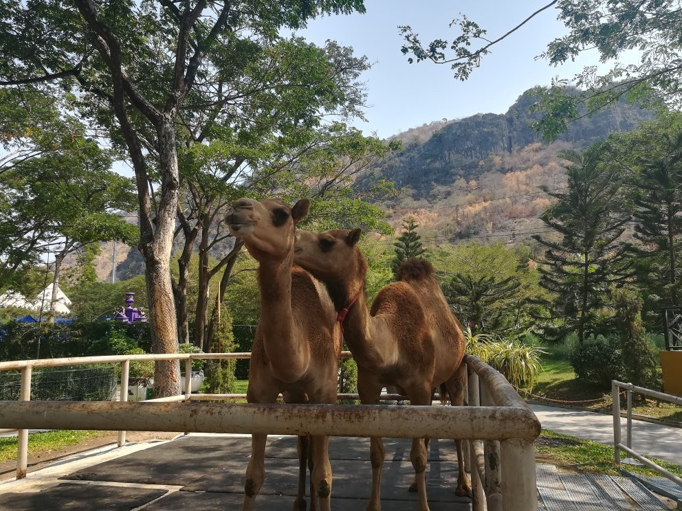 Camel Republic景点图片