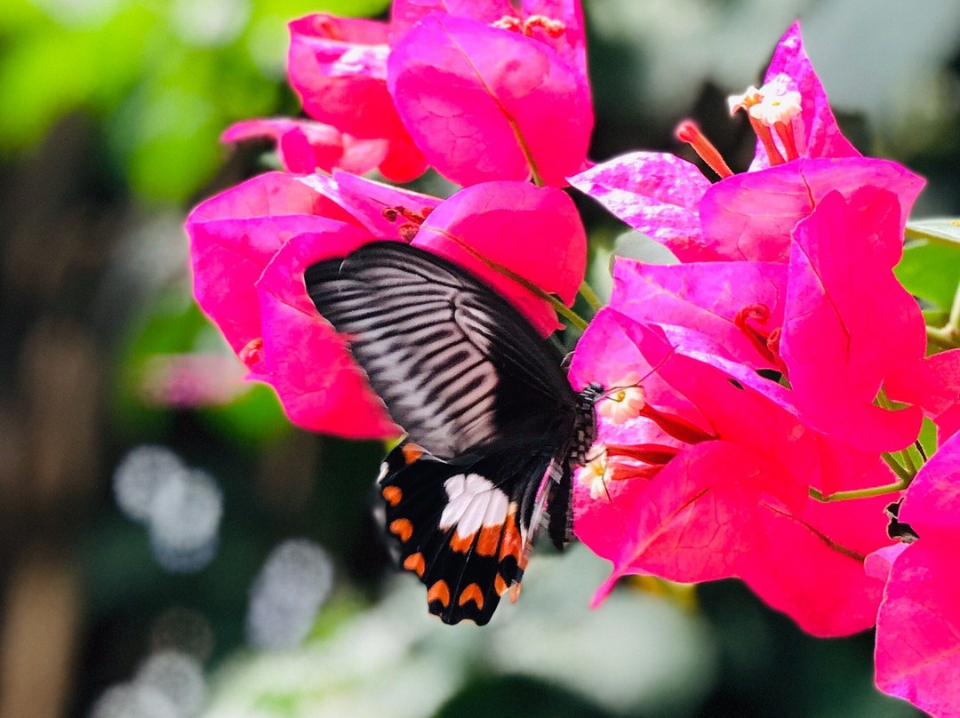 Exotic Animal World-Klapmuts必去景点