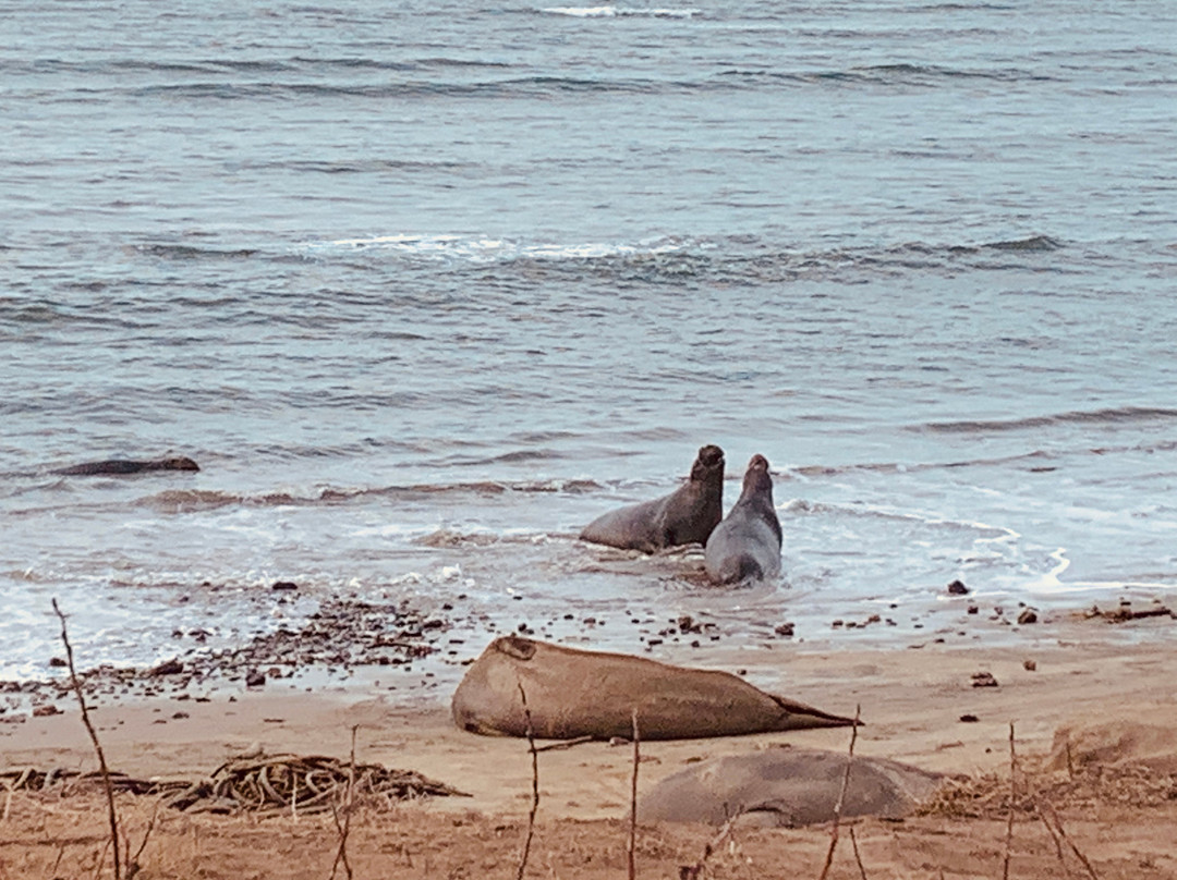 Ano Nuevo Elephant Seal Tours-佩斯卡德罗必去景点