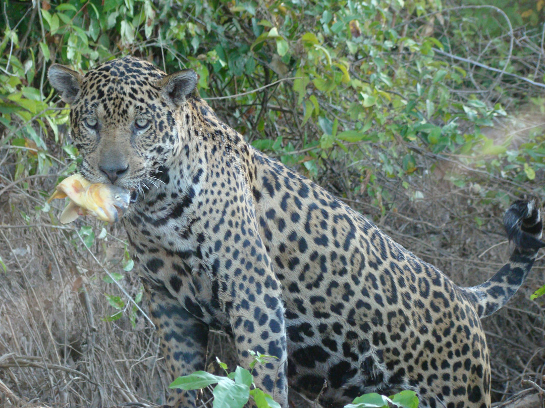 Parque Nacional do Pantanal Matogrossense景点图片