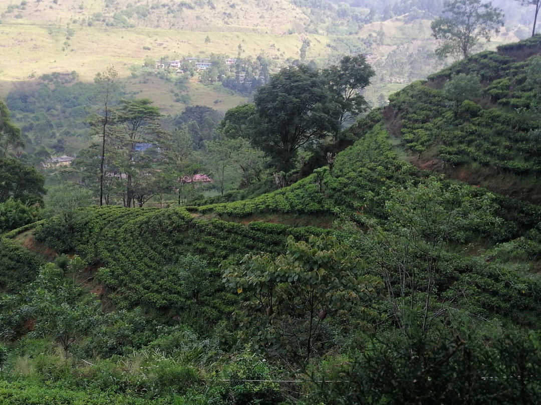 The Greendale Bungalow主图