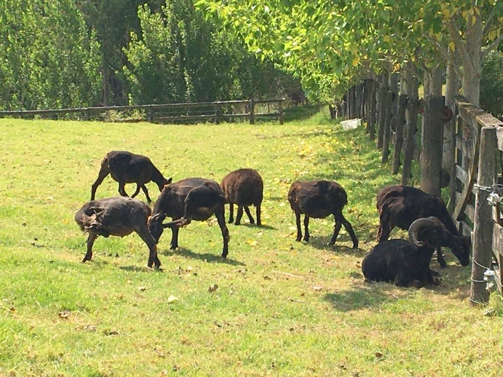 Country Homestead at Black Sheep Farm主图