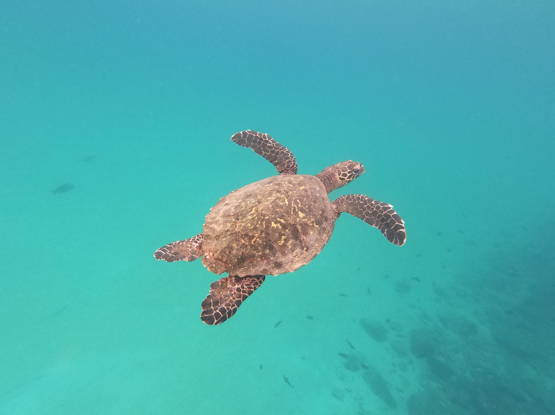 Panama Ocean Tours and Water Sports景点图片