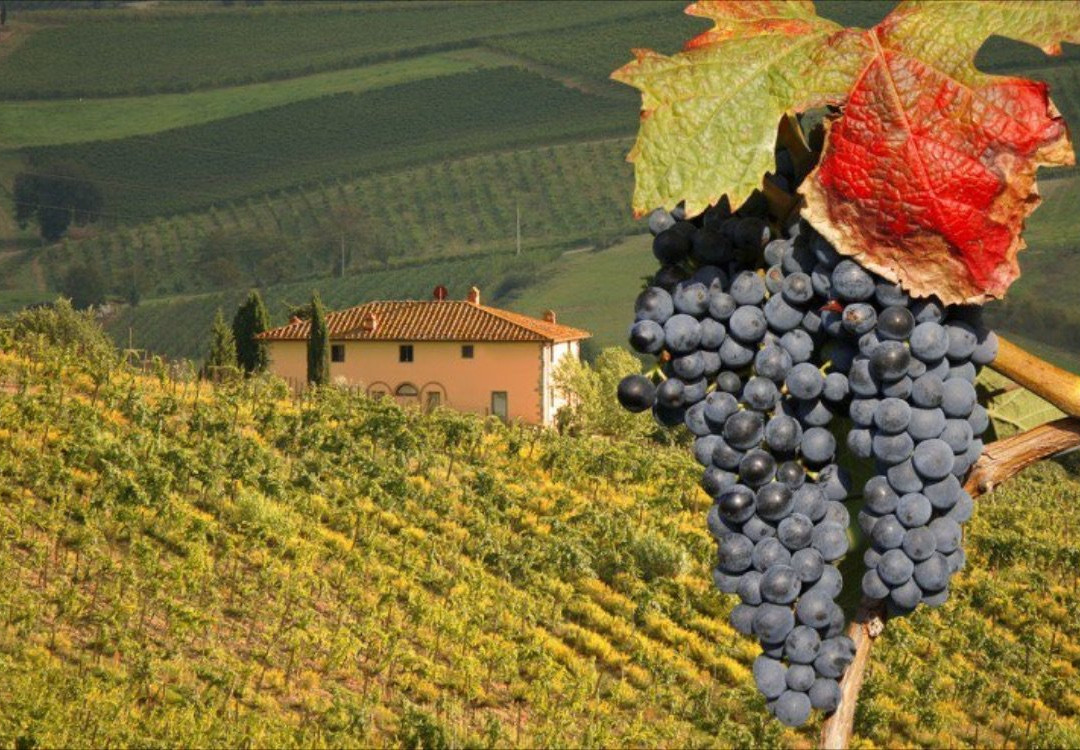 Chianti Wine Tour by Fun In Tuscany景点图片