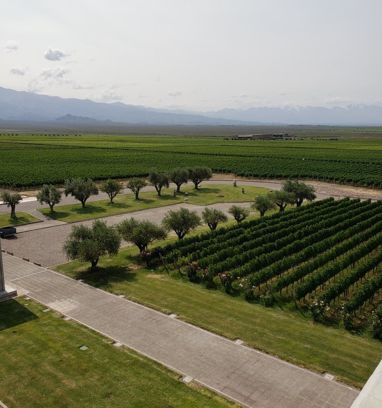 Bodega Y Vinedos Monteviejo景点图片