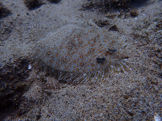 Banyan Tree Divers Maui-拉海纳必去景点