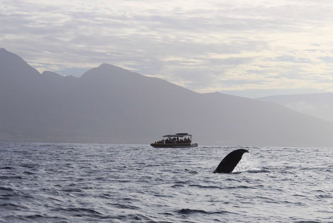 Blue Water Maui-拉海纳必去景点