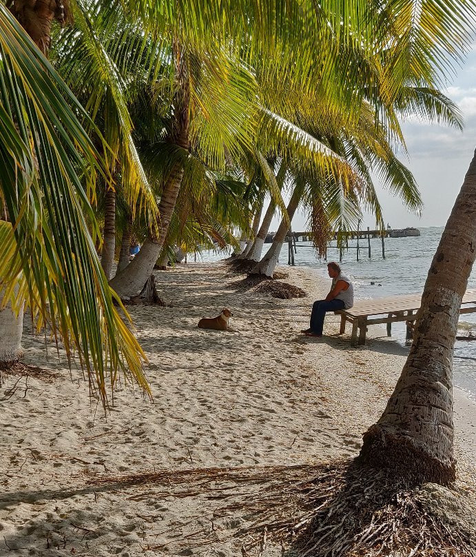 Freedom Shores主图