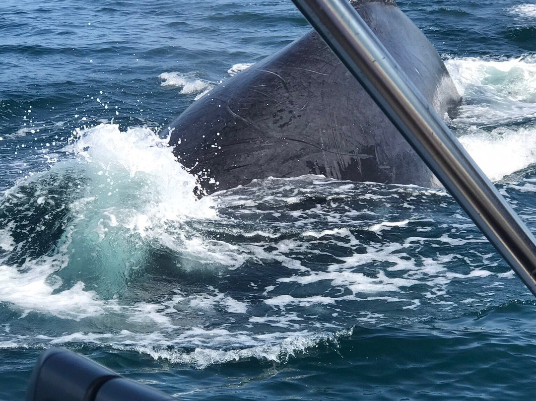 Vallarta Natours-瓦拉塔港必去景点