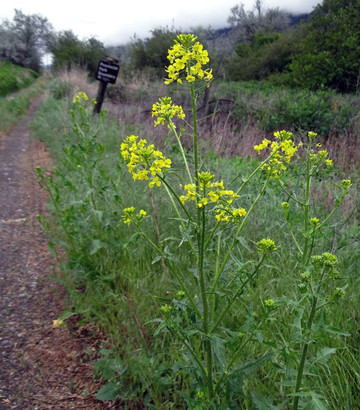 Monte Creek Provincial Park-坎卢普斯必去景点