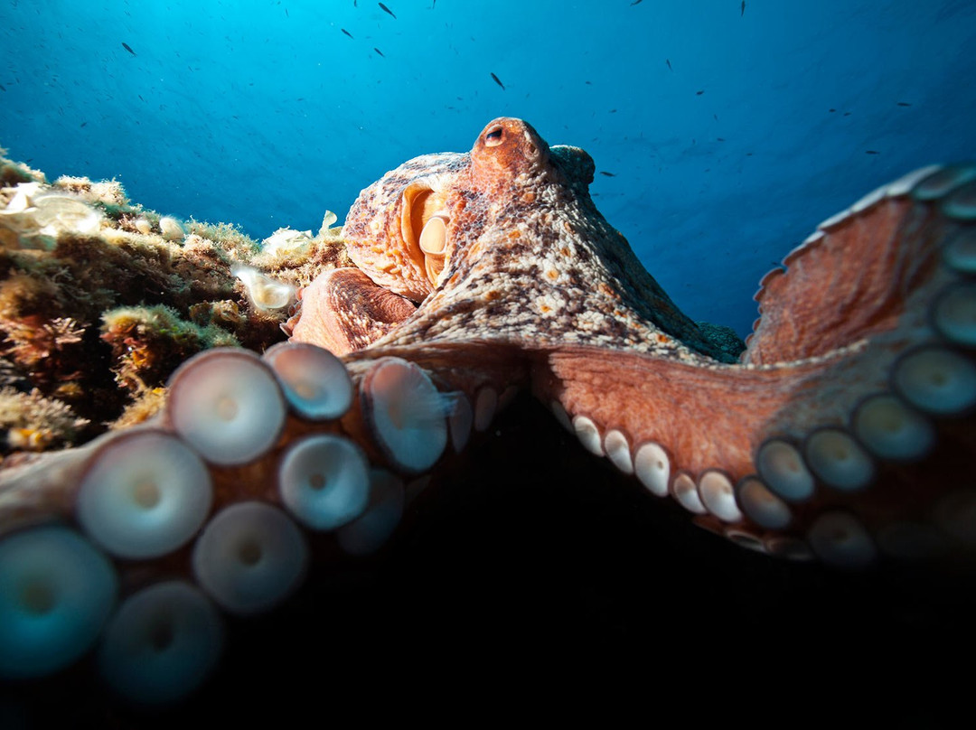 Diving Menorca-米诺卡必去景点