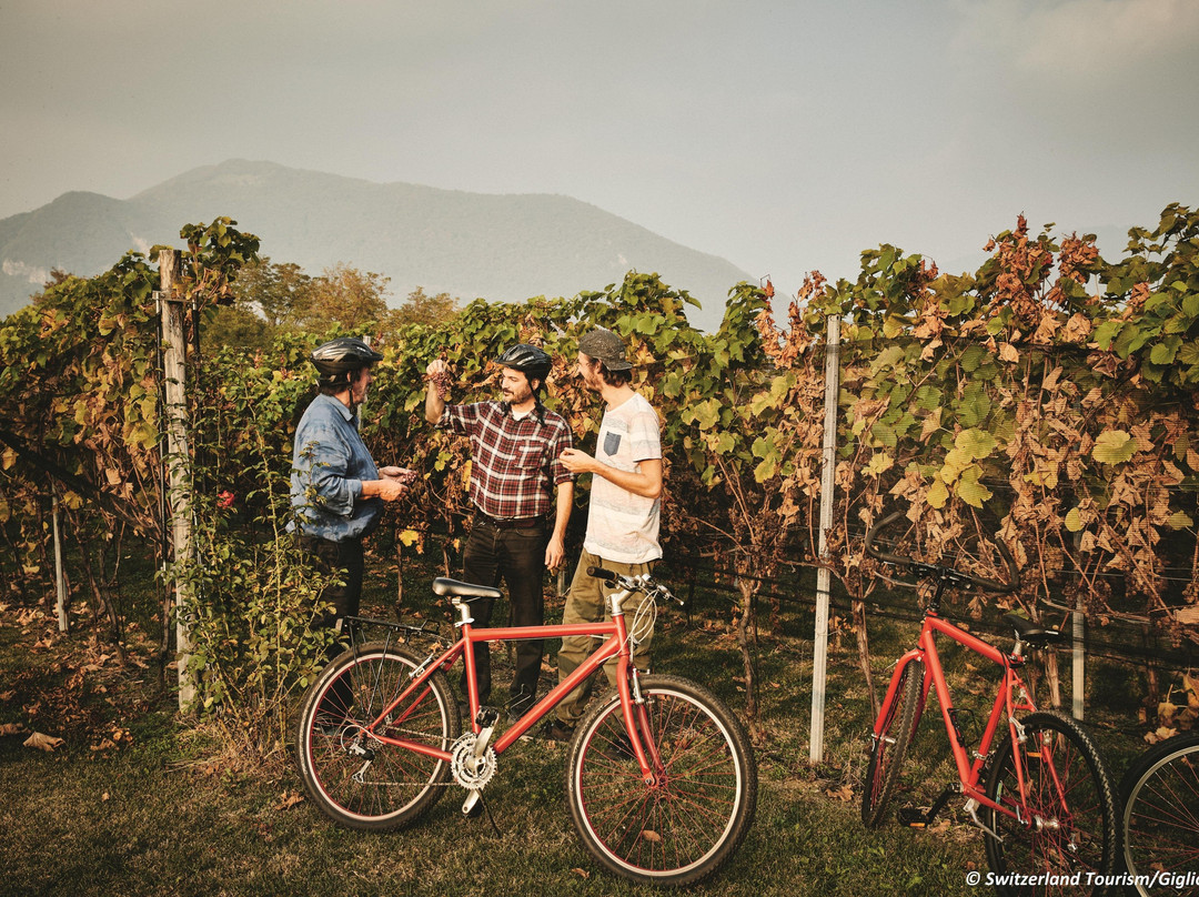 Mendrisiotto Terroir - Bike'n'Wine景点图片