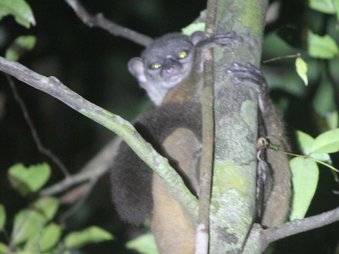 Masoala Forest Lodge主图