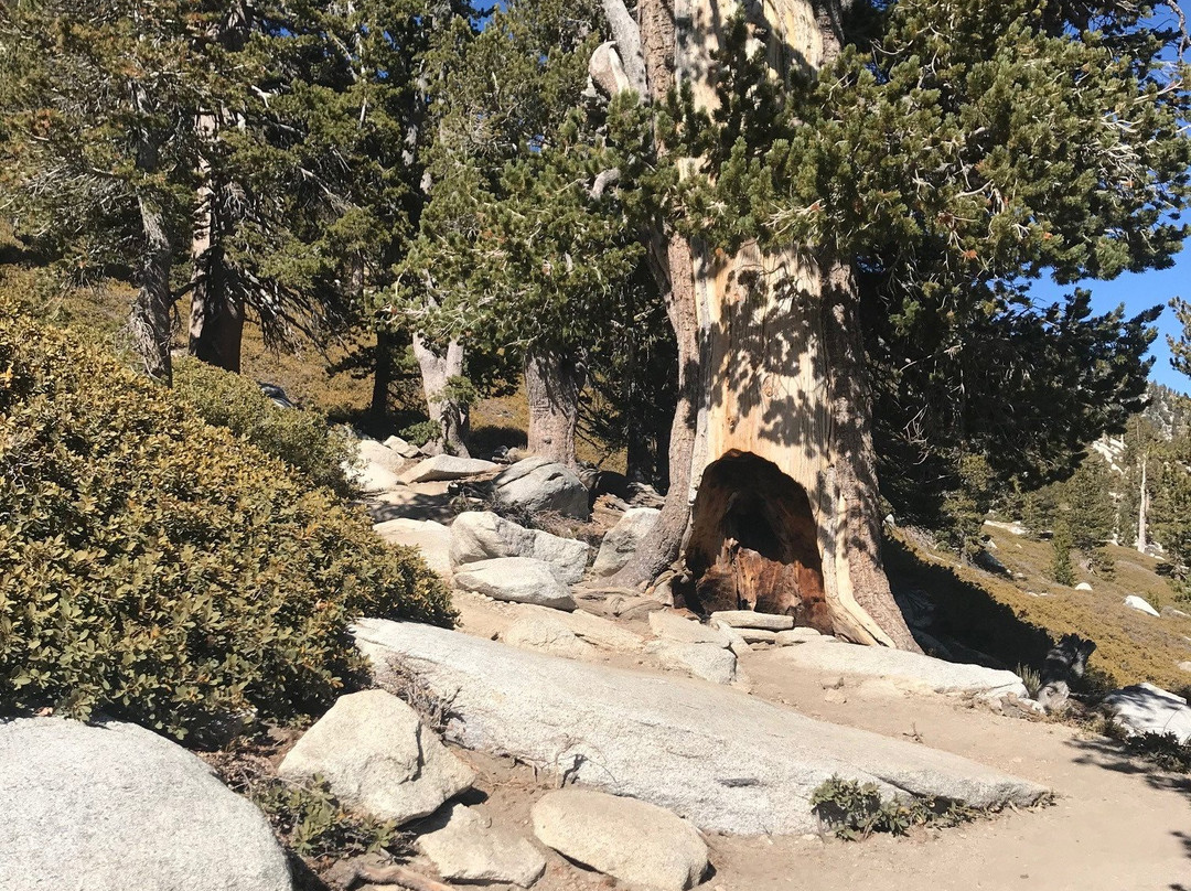 Mount San Jacinto State Park and Wilderness-Idyllwild必去景点