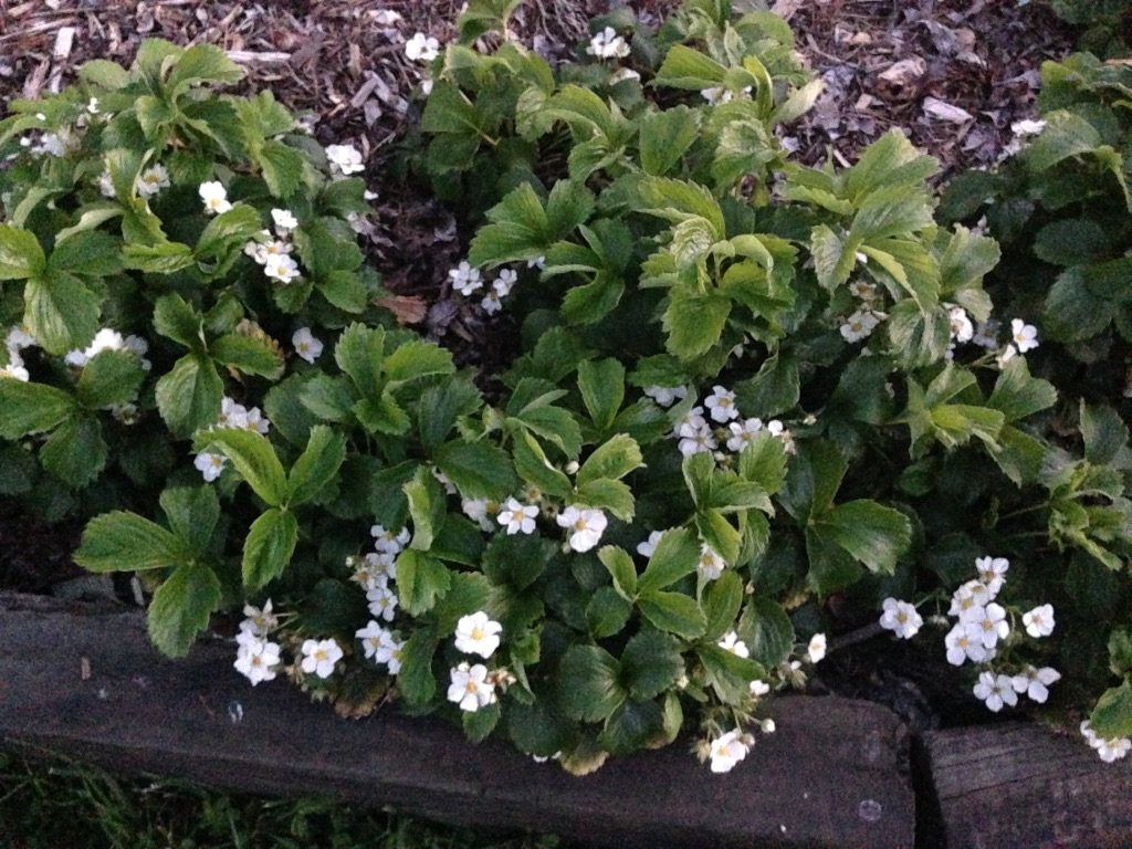 Kaiapoi Food Forest景点图片