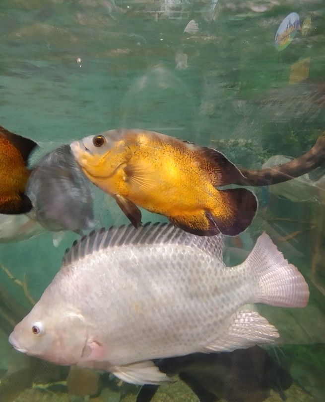 East Idaho Aquarium景点图片