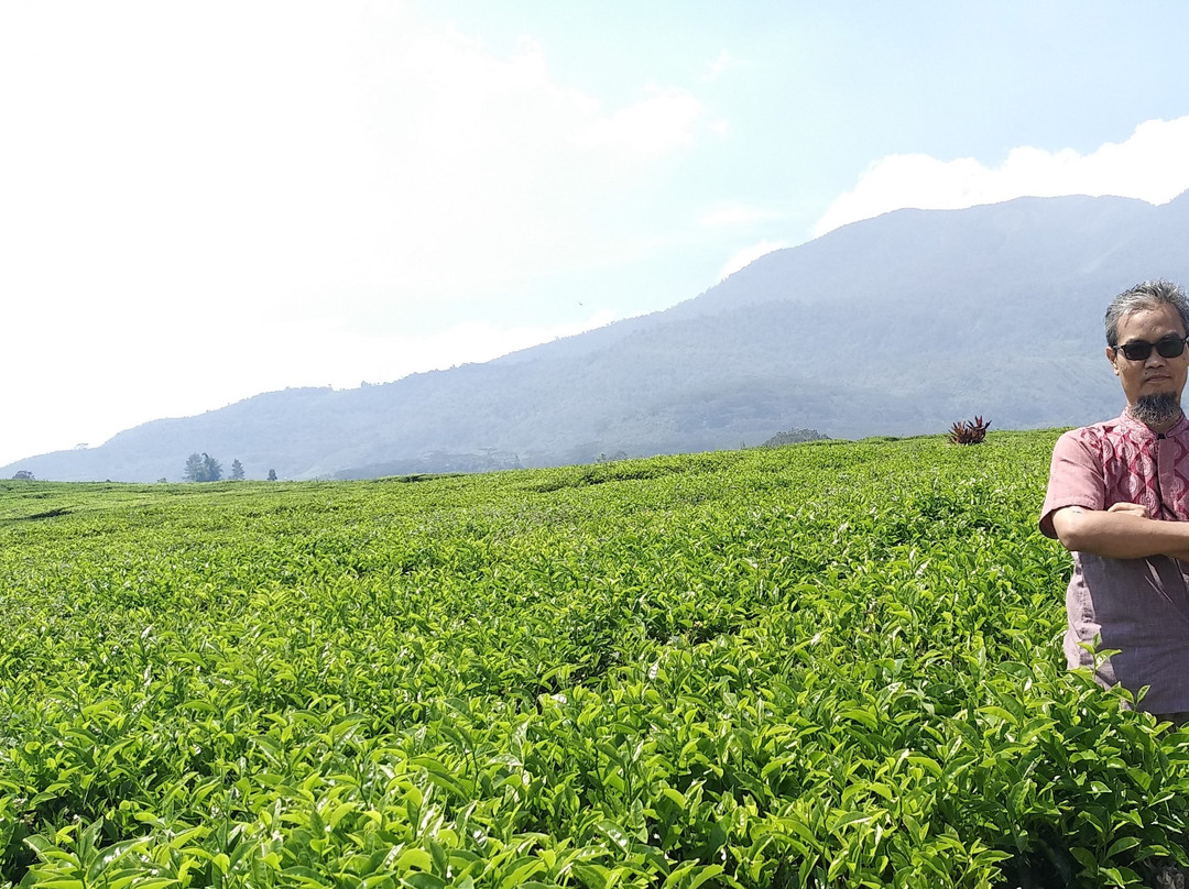Alahan Panjang Tea Farm-Solok必去景点