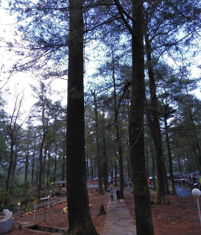 Malino Pine Forest-Malino必去景点